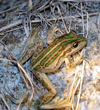 motorbike-frog-neil-hawkins.jpg